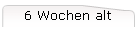 6 Wochen alt